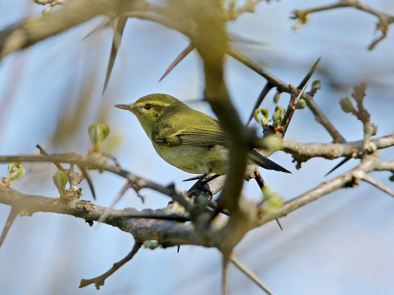 Green Warbler (Phylloscopus nitidus) — photo 2 of 9
