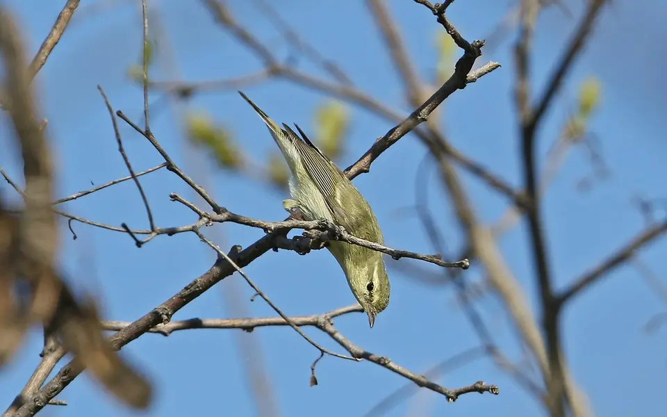 Green Warbler (Phylloscopus nitidus) — photo 3 of 9