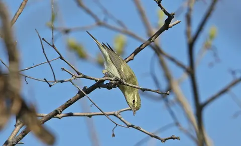 Green Warbler (Phylloscopus nitidus) — photo 3 of 9
