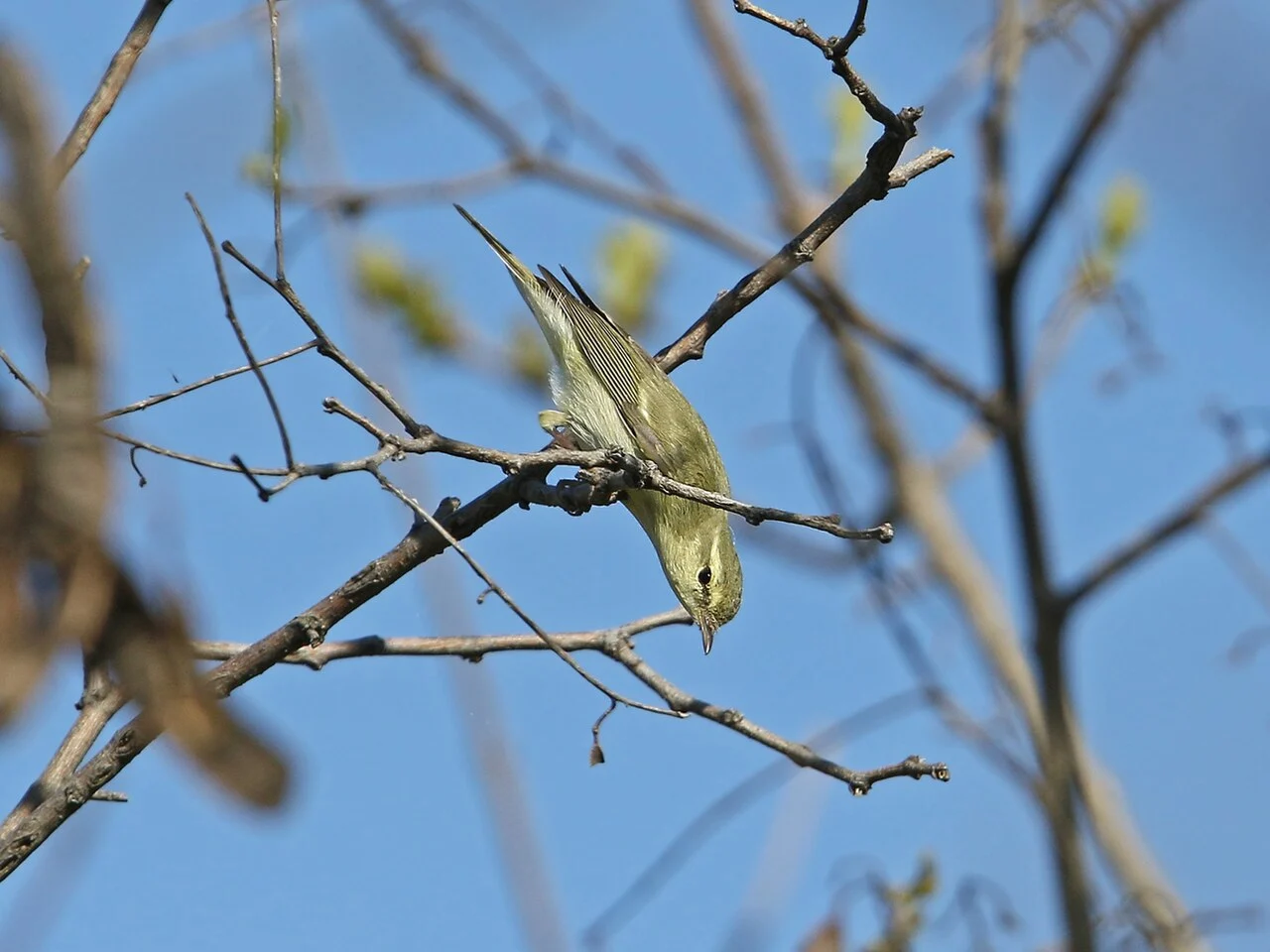 Green Warbler (Phylloscopus nitidus) — photo 3 of 9