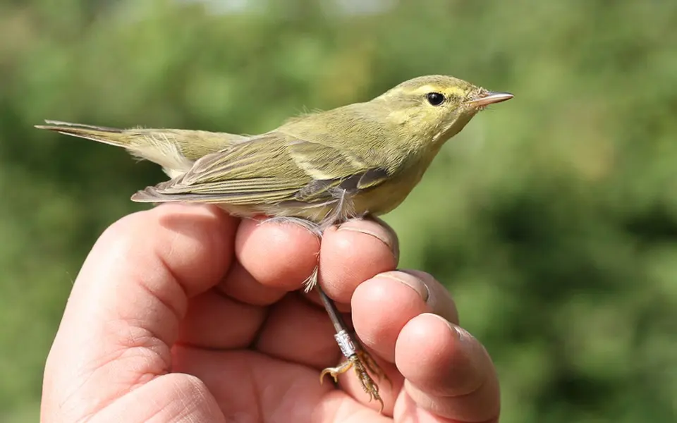Green Warbler (Phylloscopus nitidus) — photo 4 of 9