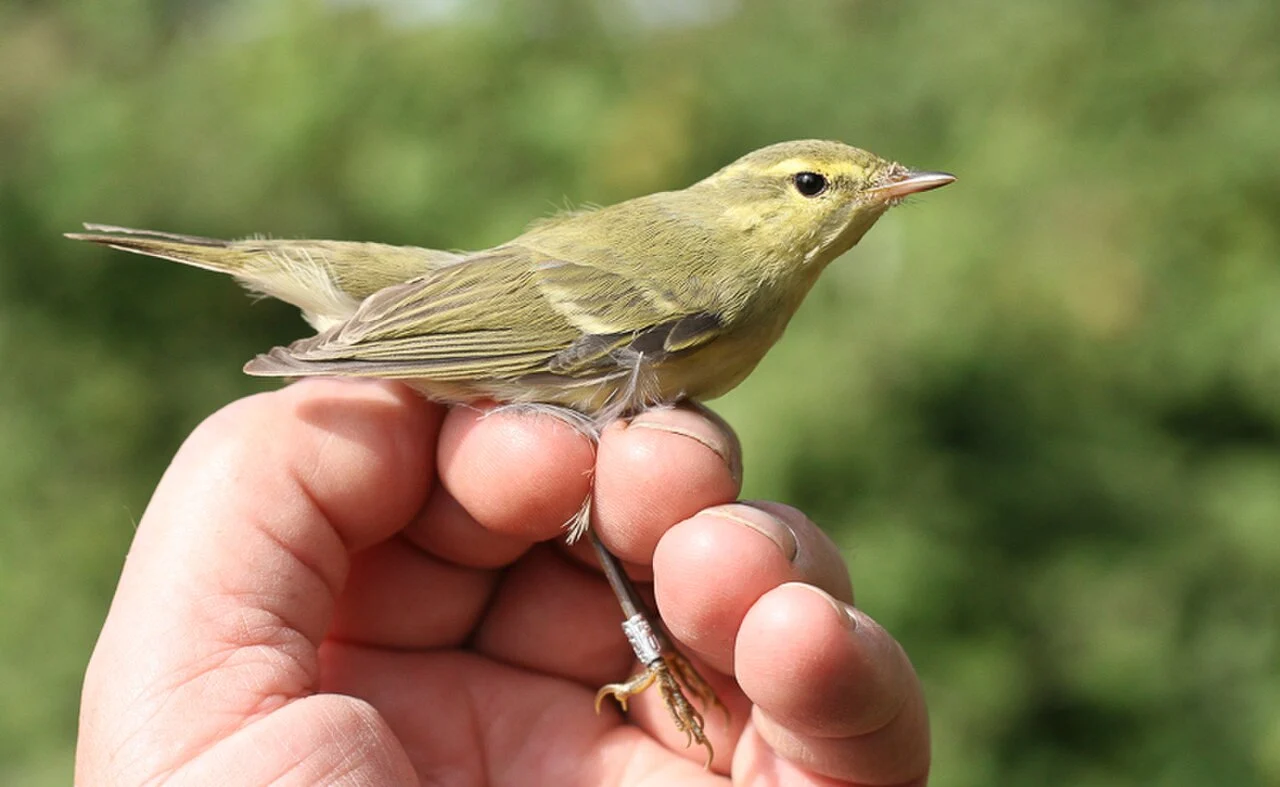 Green Warbler (Phylloscopus nitidus) — photo 4 of 9