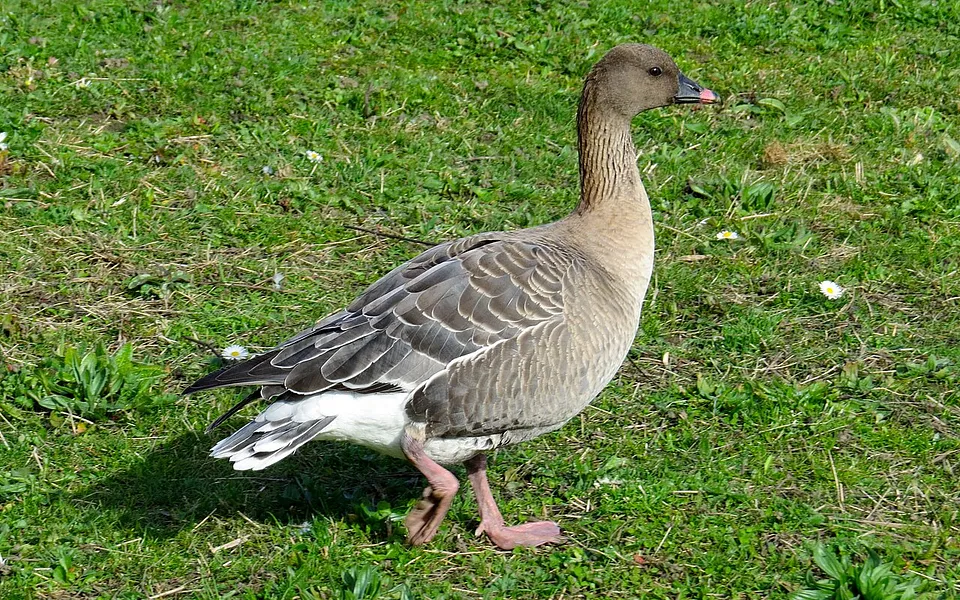 Pink-footed Goose (Anser brachyrhynchus) — photo 1 of 3