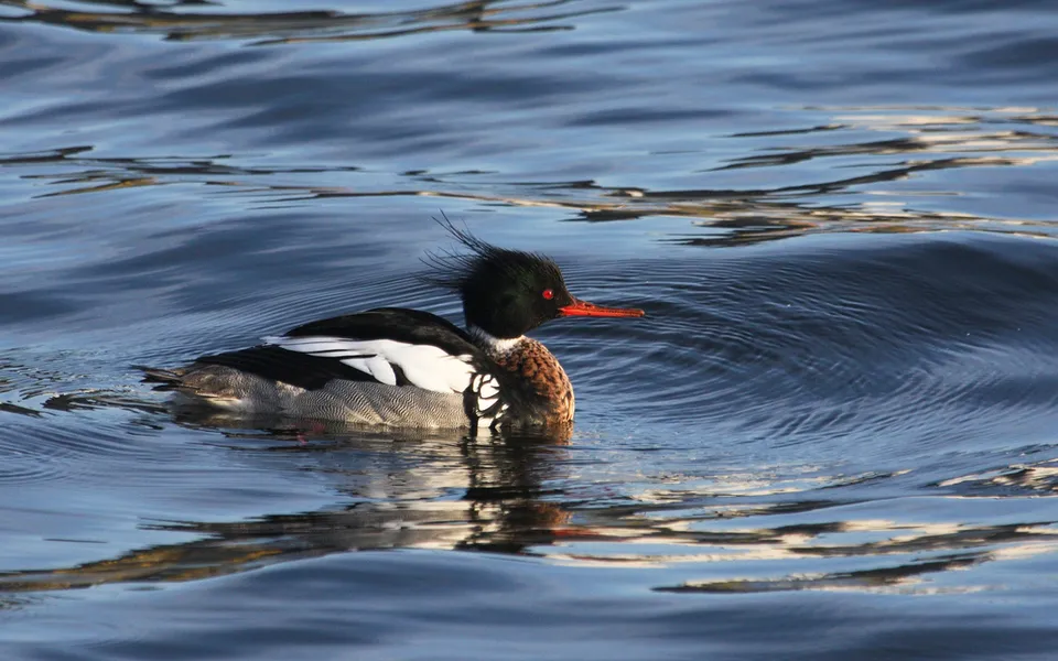 Red-breasted Merganser (Mergus serrator) — photo 2 of 5