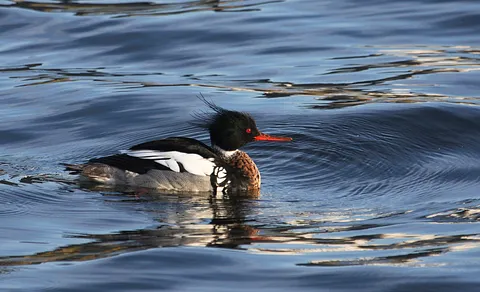 Red-breasted Merganser (Mergus serrator) — photo 2 of 5