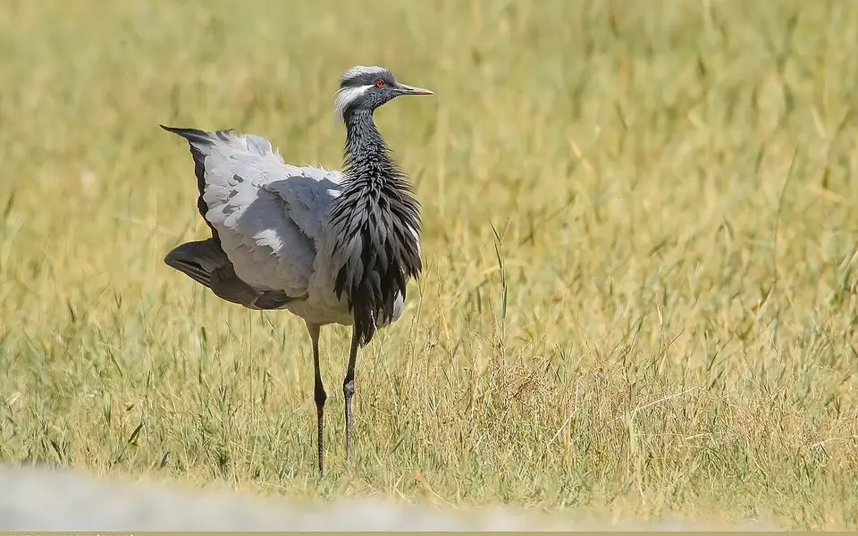 Красавка (лат. Grus virgo) — фото 8 из 9