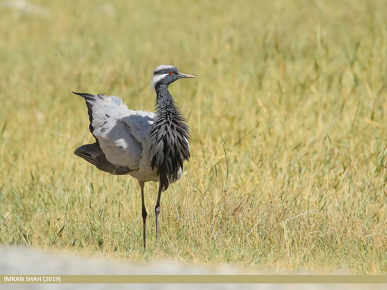 Красавка (лат. Grus virgo) — фото 8 из 9