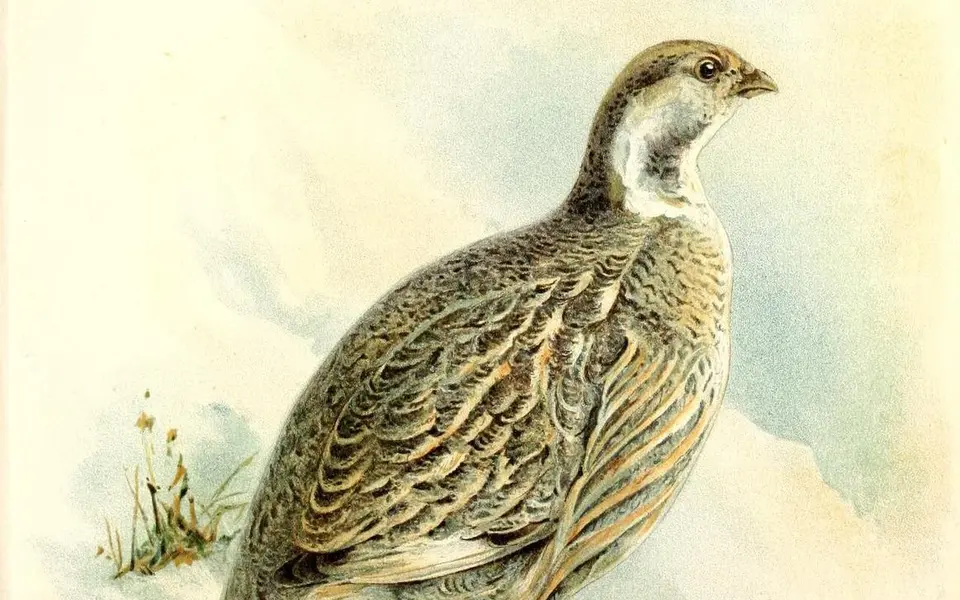 Кавказский улар (лат. Tetraogallus caucasicus)