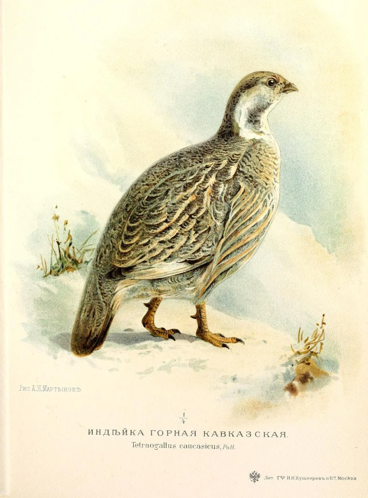 Кавказский улар (лат. Tetraogallus caucasicus)