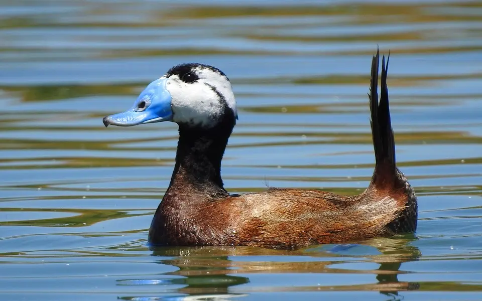 White-headed Duck (Oxyura leucocephala) — photo 4 of 5