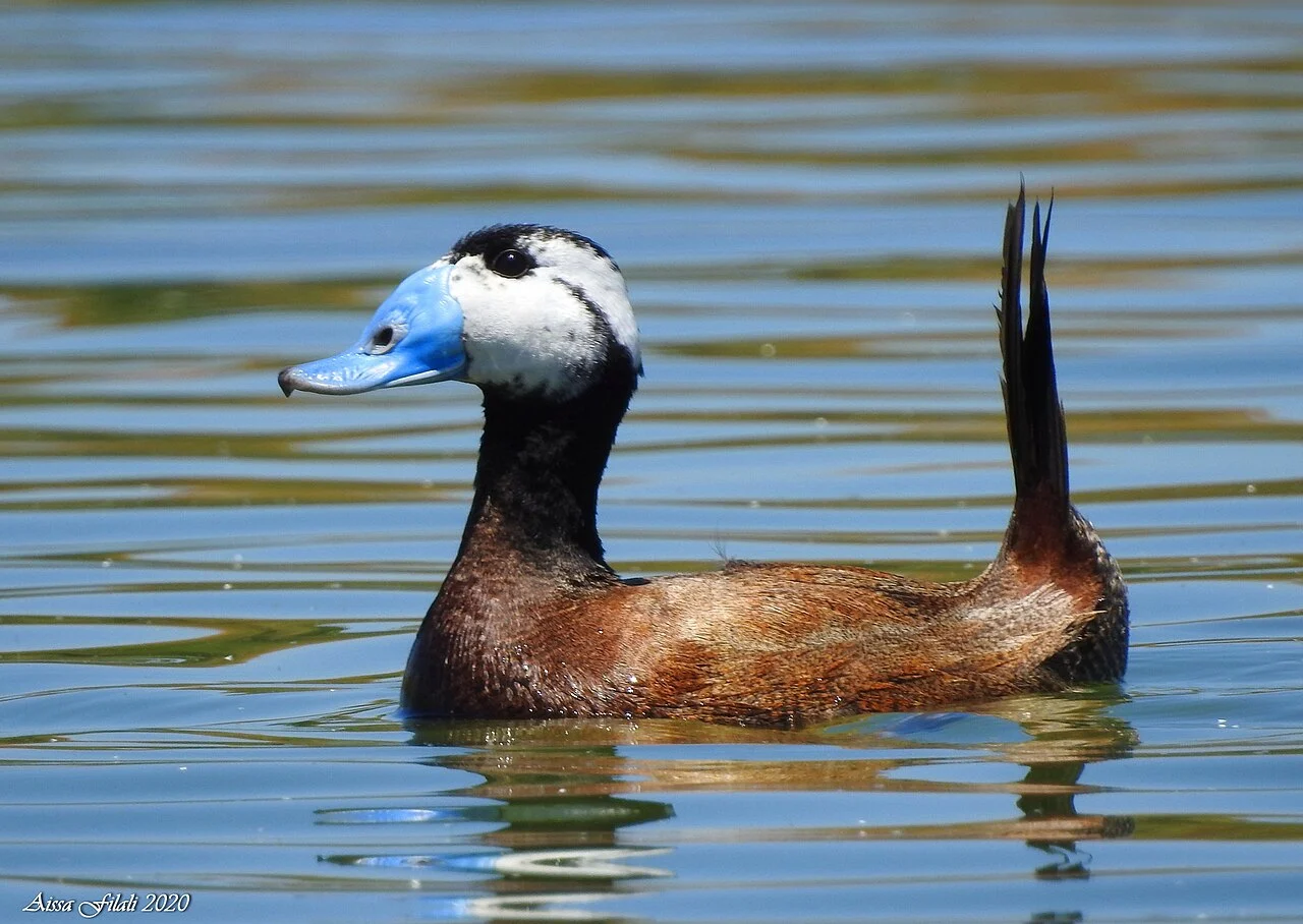 White-headed Duck (Oxyura leucocephala) — photo 4 of 5