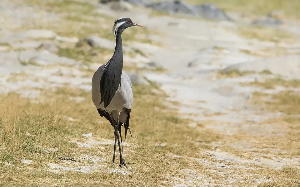 Красавка (лат. Grus virgo) — фото 9 из 9