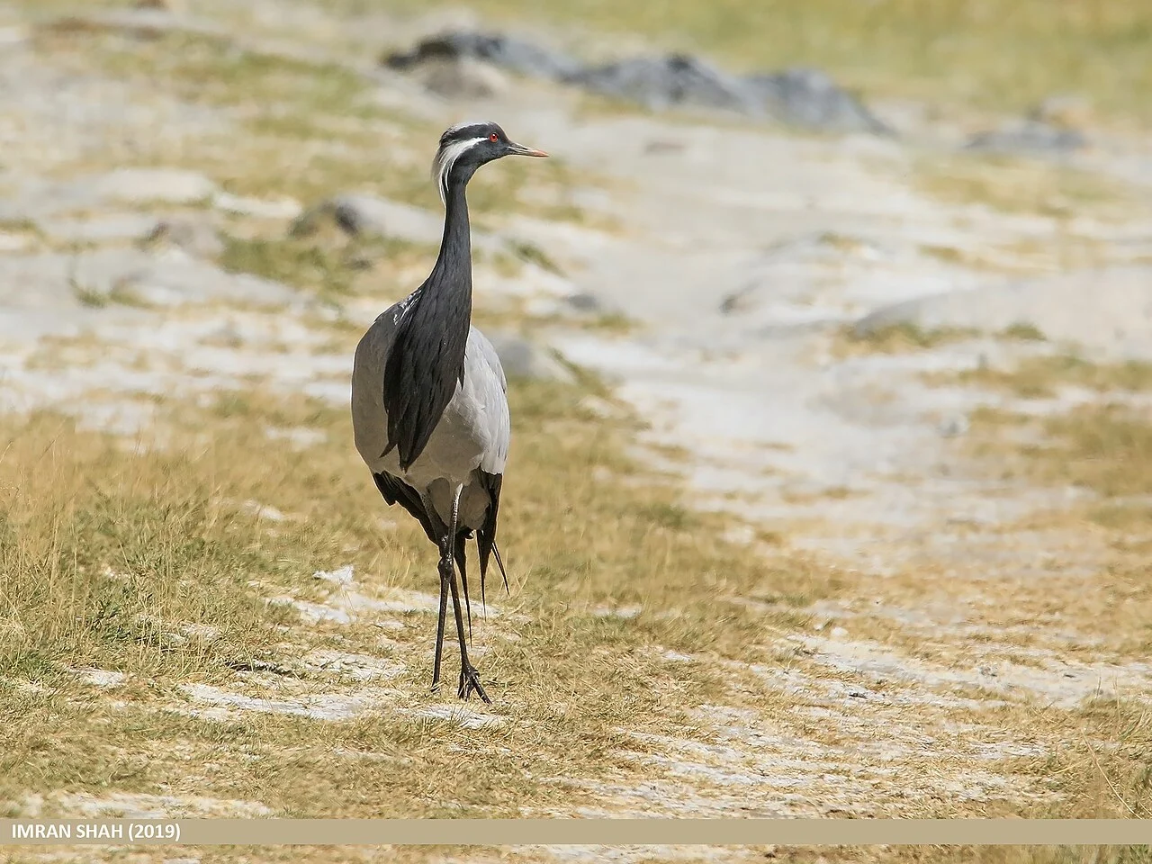 Красавка (лат. Grus virgo) — фото 9 из 9