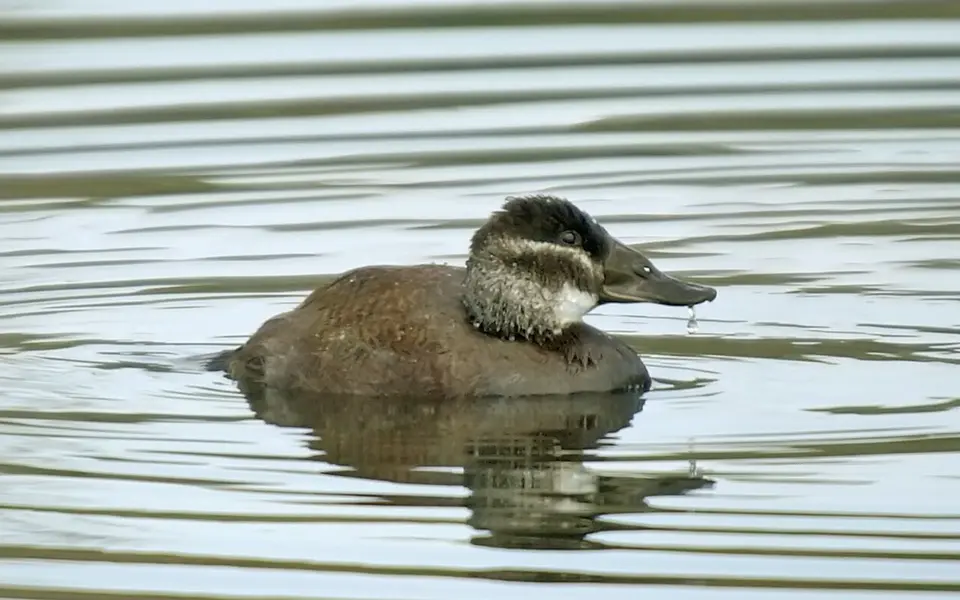 White-headed Duck (Oxyura leucocephala) — photo 5 of 5