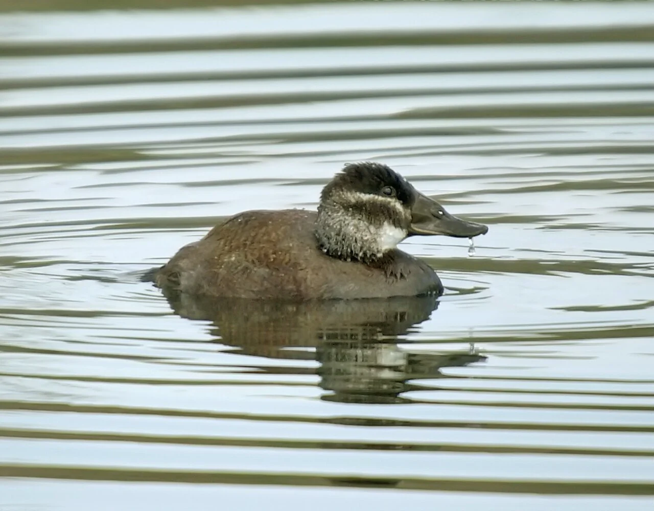 White-headed Duck (Oxyura leucocephala) — photo 5 of 5