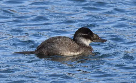 White-headed Duck (Oxyura leucocephala) — photo 2 of 5