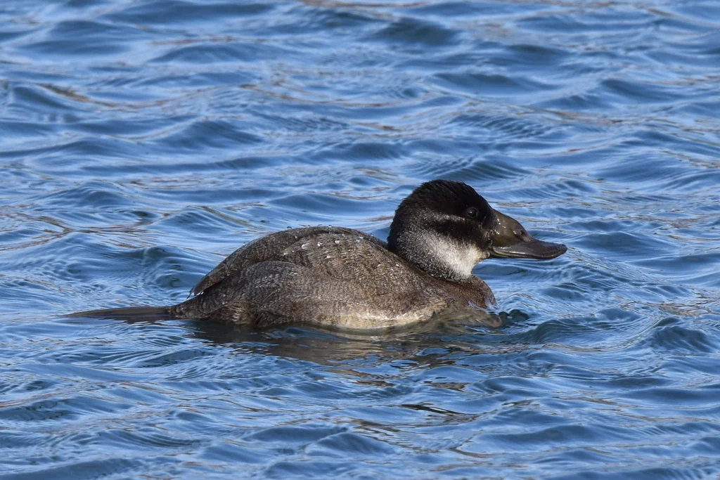 White-headed Duck (Oxyura leucocephala) — photo 2 of 5