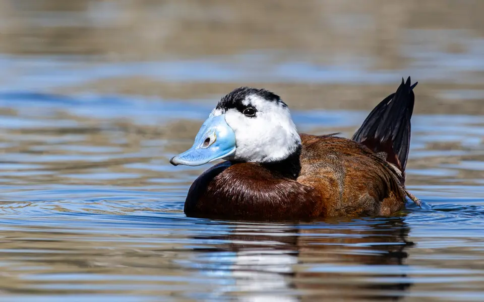 White-headed Duck (Oxyura leucocephala) — photo 1 of 5