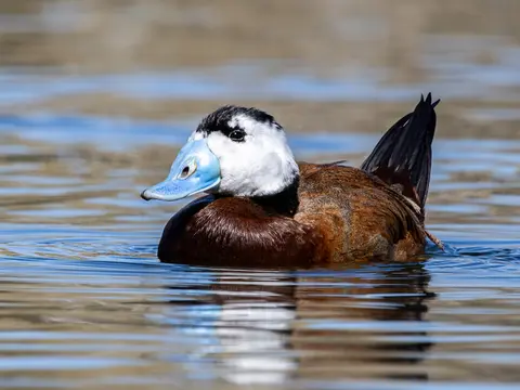 White-headed Duck