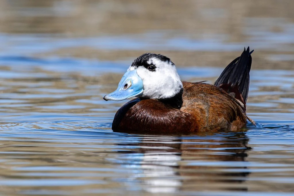 White-headed Duck (Oxyura leucocephala) — photo 1 of 5
