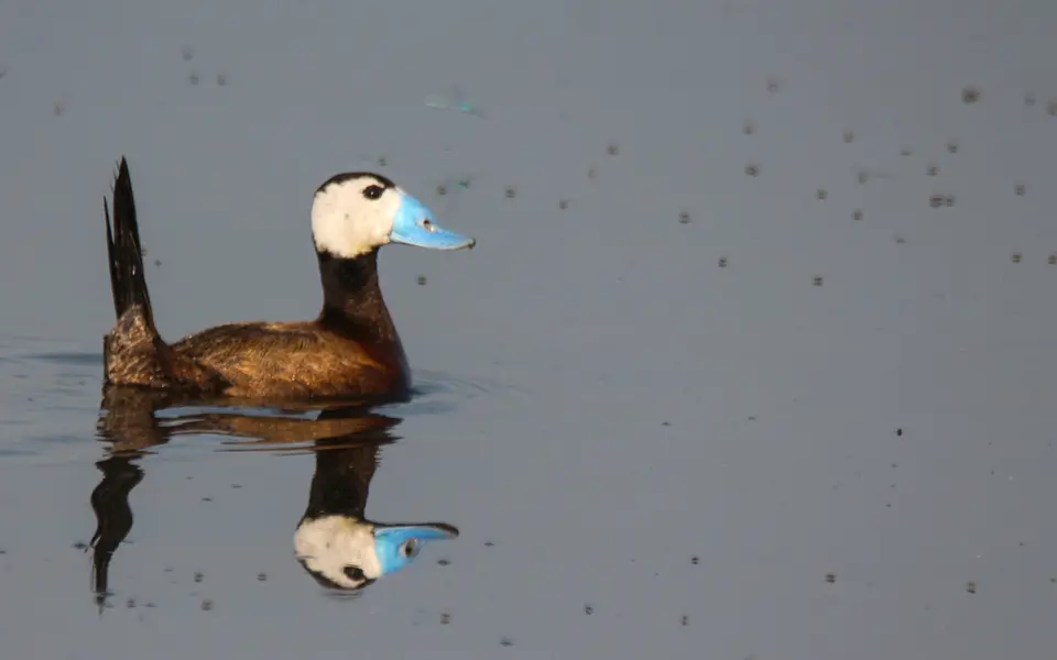 White-headed Duck (Oxyura leucocephala) — photo 3 of 5