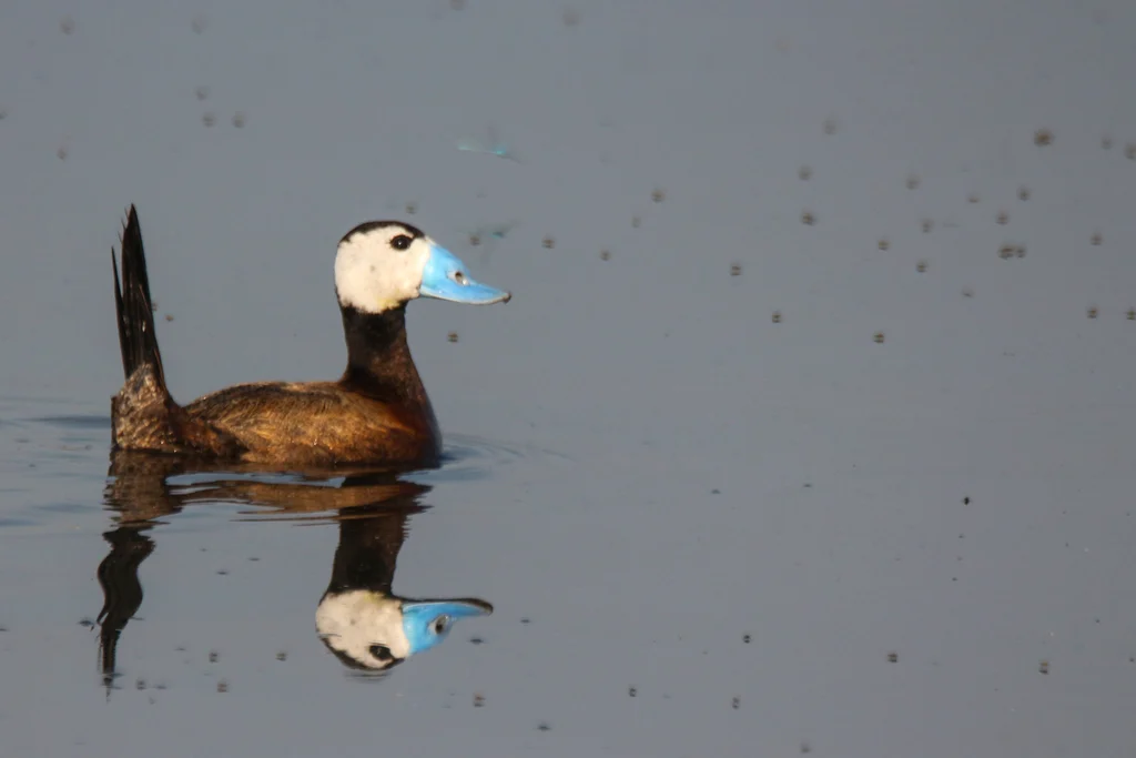 White-headed Duck (Oxyura leucocephala) — photo 3 of 5