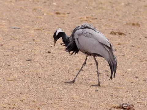 Demoiselle Crane