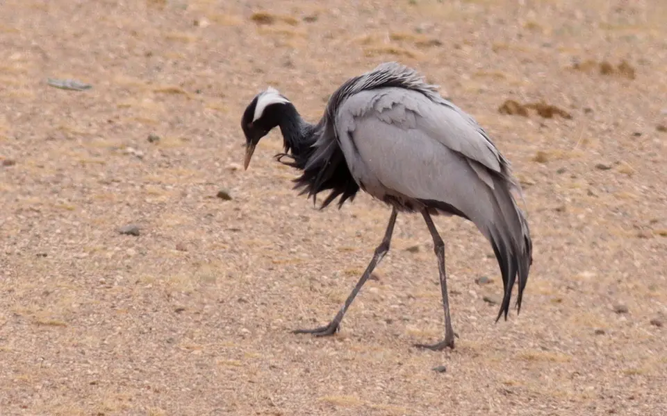 Красавка (лат. Grus virgo) — фото 1 из 9