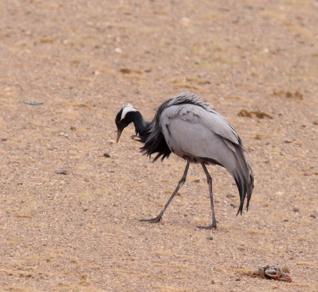 Красавка (лат. Grus virgo) — фото 1 из 9