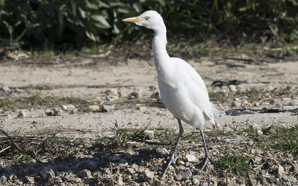 Египетская цапля (лат. Bubulcus ibis) — фото 3 из 7