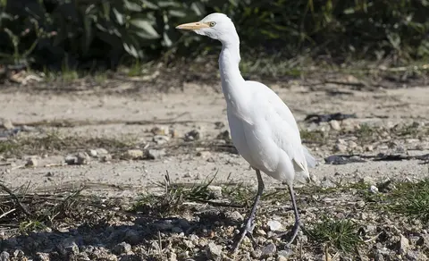 Египетская цапля (лат. Bubulcus ibis) — фото 3 из 7