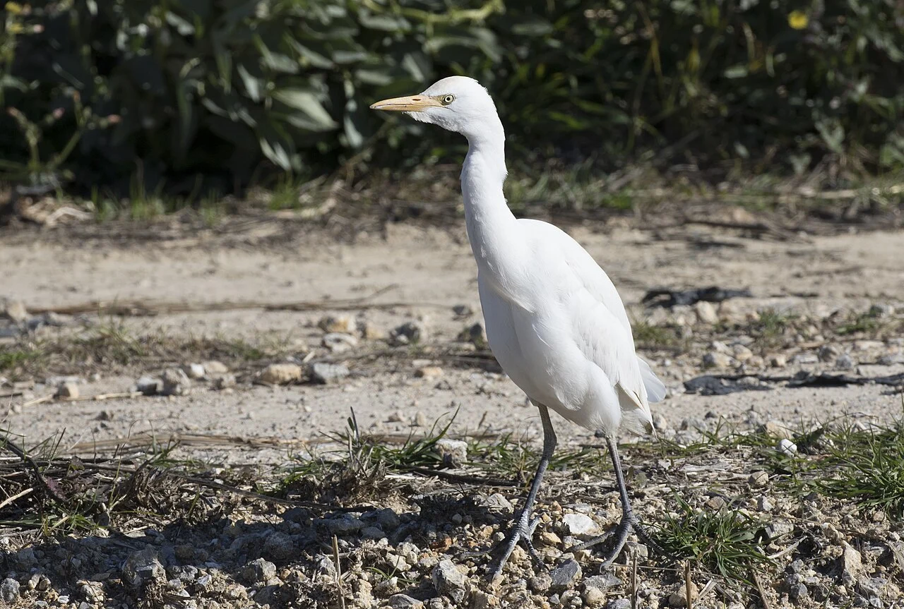 Египетская цапля (лат. Bubulcus ibis) — фото 3 из 7