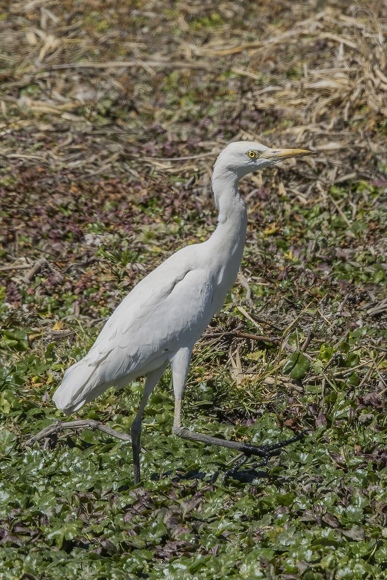 Египетская цапля (лат. Bubulcus ibis) — фото 1 из 7