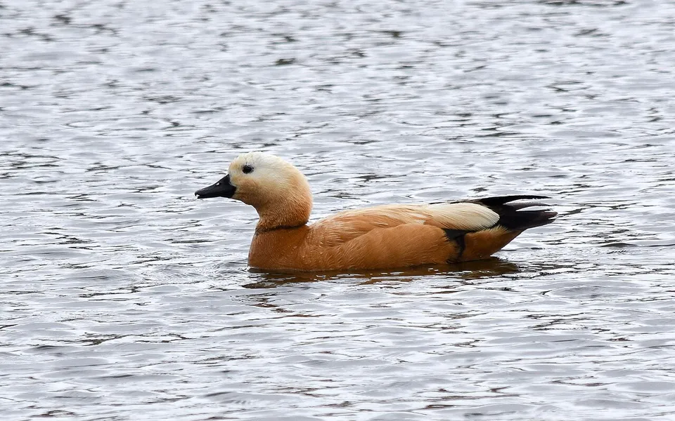 Ruddy Shelduck (Tadorna ferruginea) — photo 6 of 6