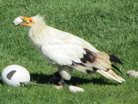 Egyptian Vulture