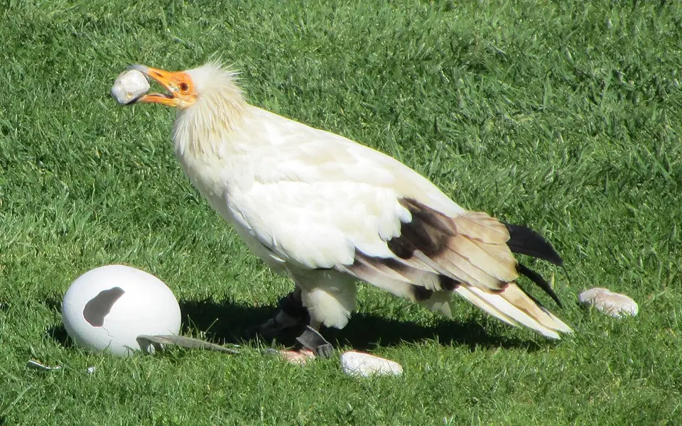 Egyptian Vulture (Neophron percnopterus) — photo 1 of 3