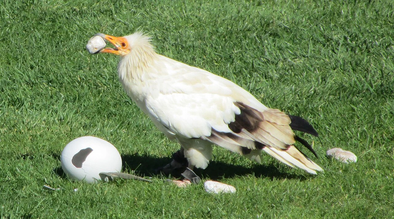 Egyptian Vulture (Neophron percnopterus) — photo 1 of 3
