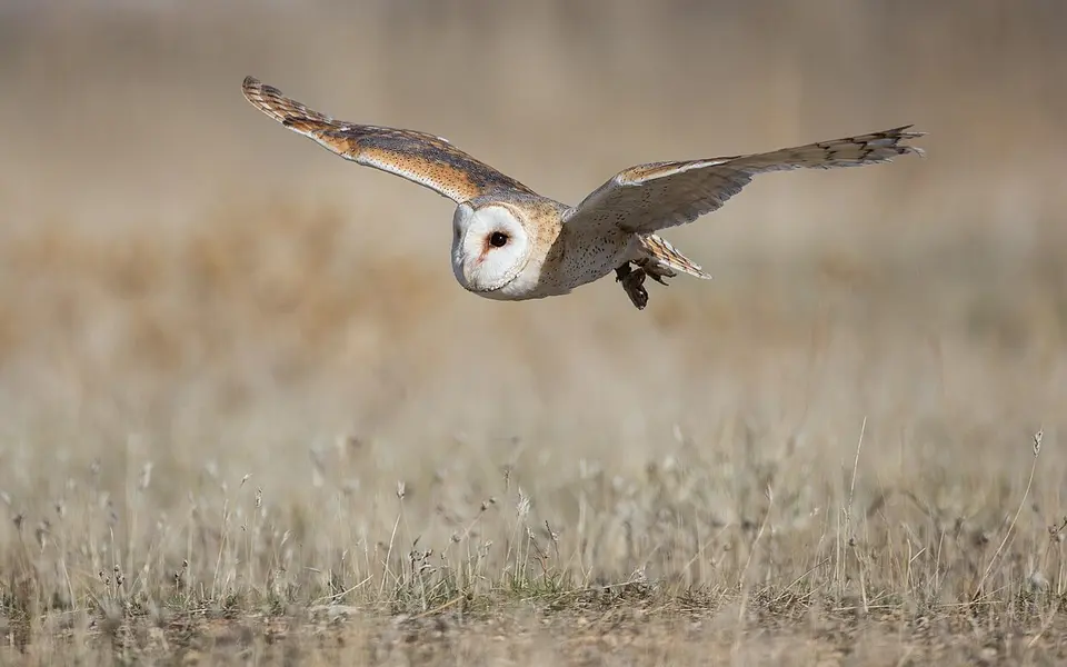 Обыкновенная сипуха (лат. Tyto alba) — фото 2 из 3