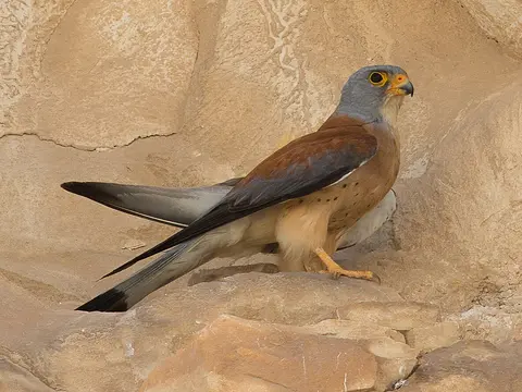 Lesser Kestrel