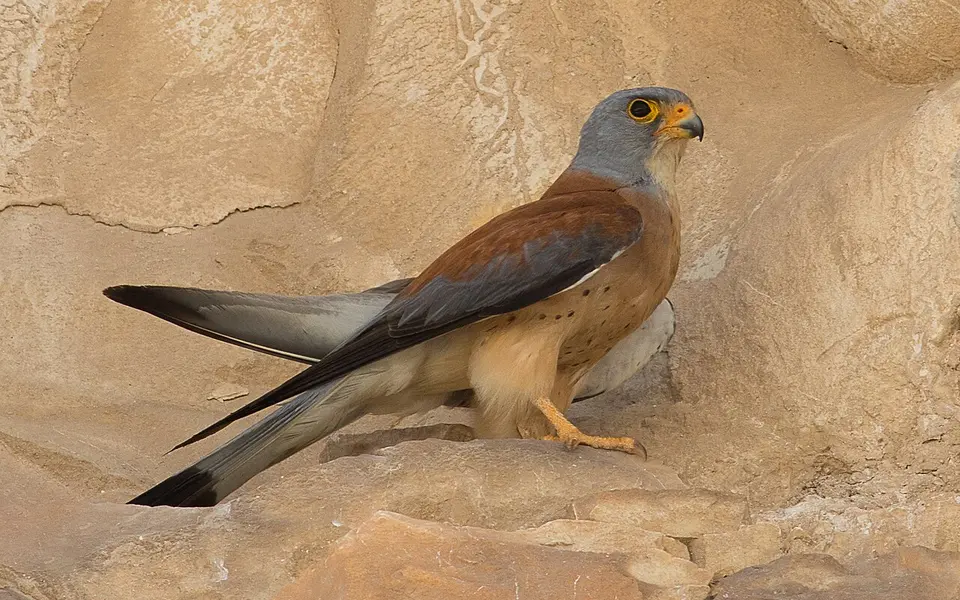 Lesser Kestrel (Falco naumanni) — photo 1 of 5