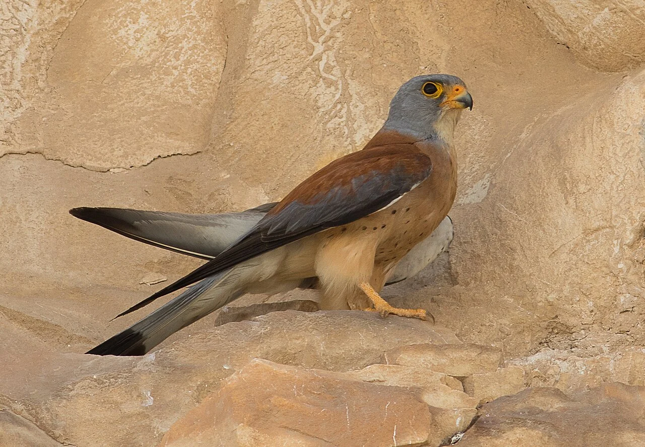 Lesser Kestrel (Falco naumanni) — photo 1 of 5