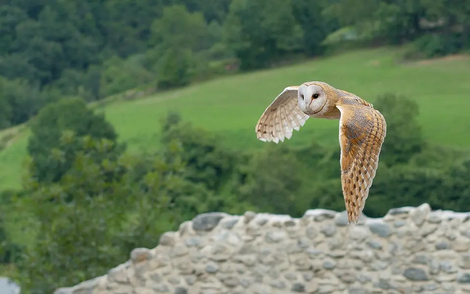 Обыкновенная сипуха (лат. Tyto alba) — фото 3 из 3