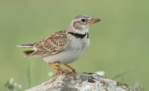 Calandra Lark (Melanocorypha calandra) — photo 2 of 3