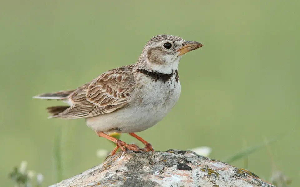 Calandra Lark (Melanocorypha calandra) — photo 2 of 3