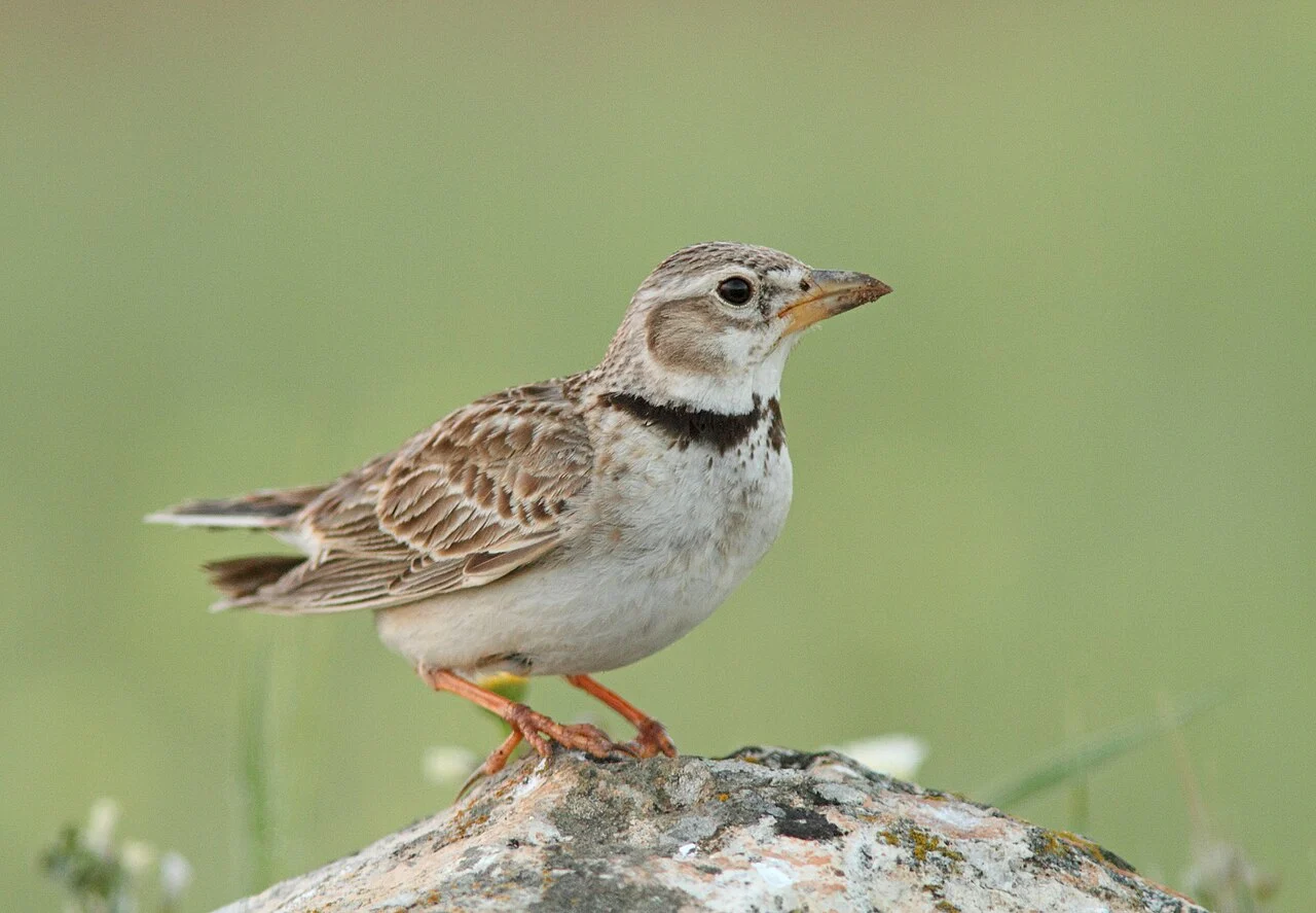 Calandra Lark (Melanocorypha calandra) — photo 2 of 3