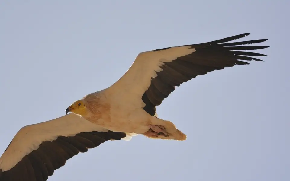 Egyptian Vulture (Neophron percnopterus) — photo 2 of 3