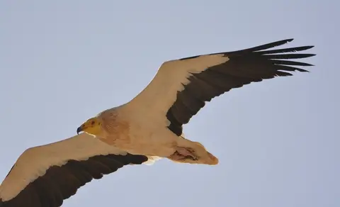 Egyptian Vulture (Neophron percnopterus) — photo 2 of 3