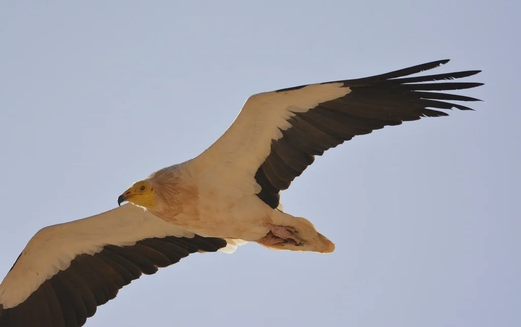 Egyptian Vulture (Neophron percnopterus) — photo 2 of 3