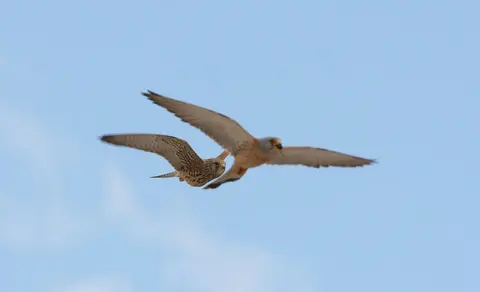 Lesser Kestrel (Falco naumanni) — photo 2 of 5