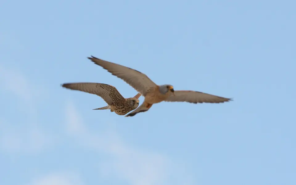 Lesser Kestrel (Falco naumanni) — photo 2 of 5